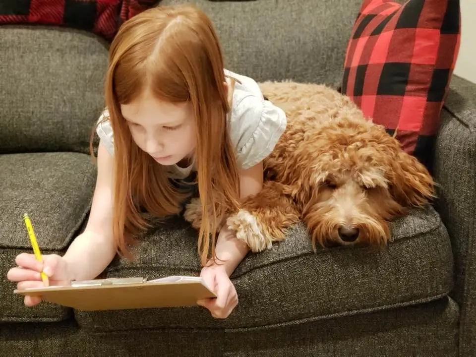 Valley Vineyard Labradoodle