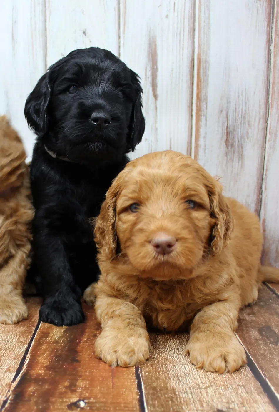 Gracie’s puppies are with their forever families