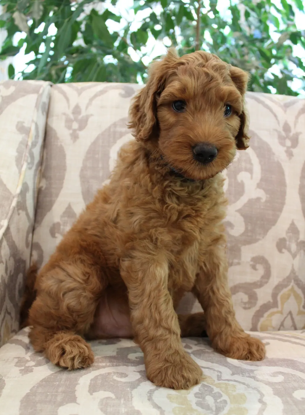 Bella and Gunner’s Bumble Bee puppies are home