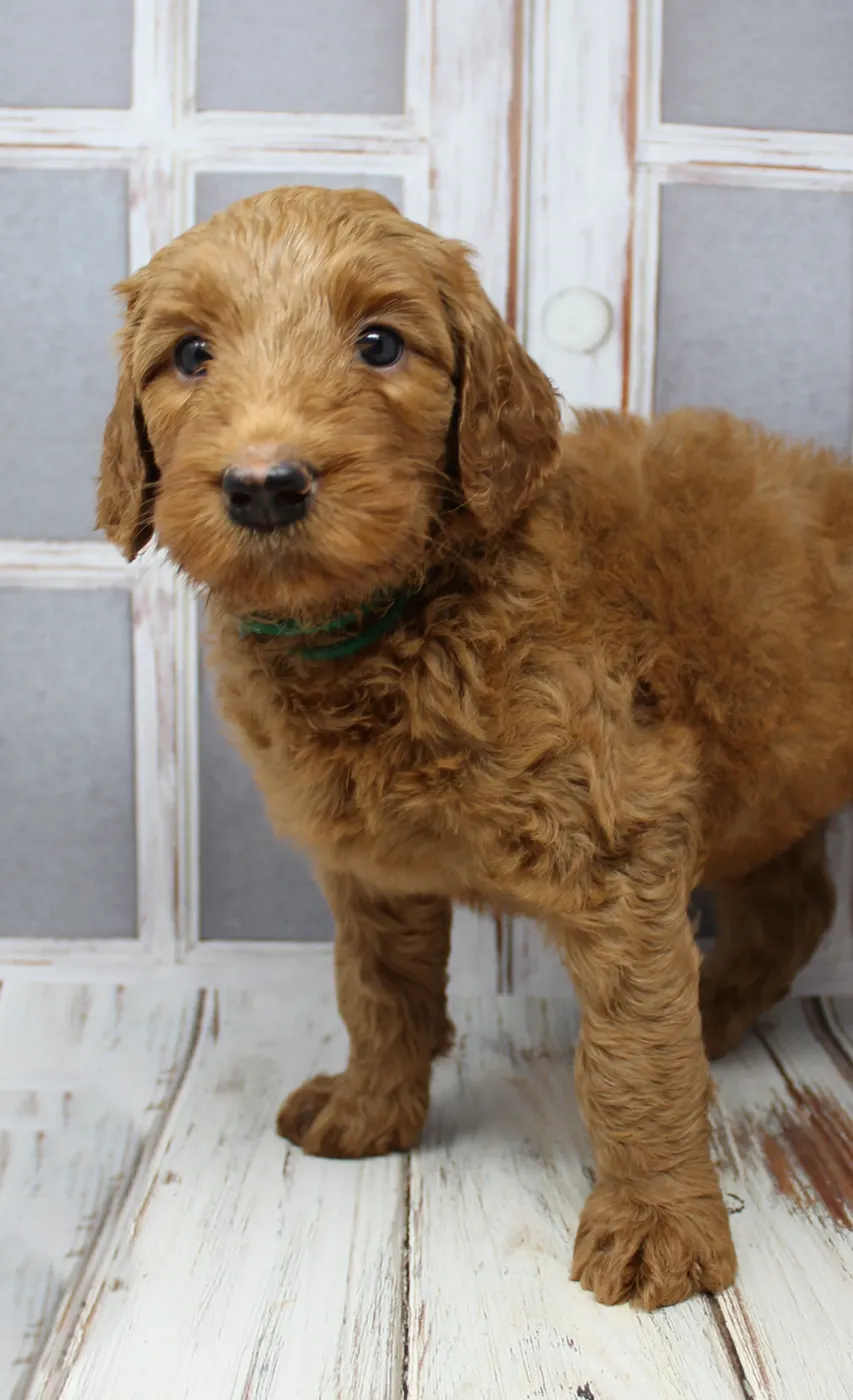 Bella and Gunner’s Bumble Bee puppies are home