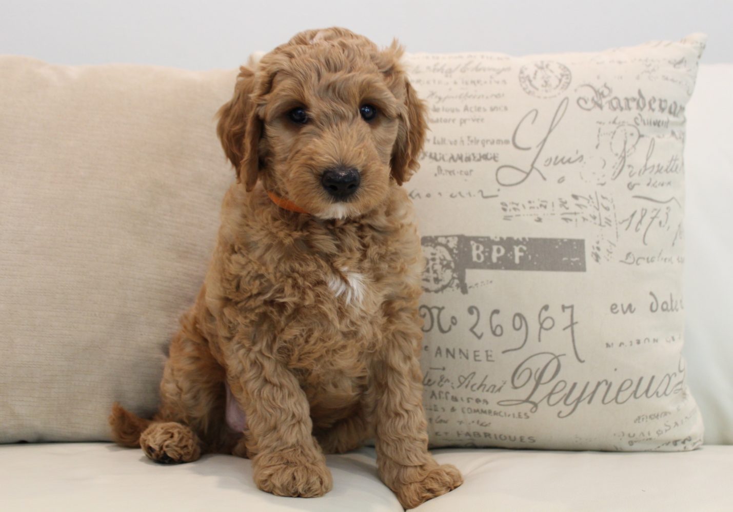 Labradoodles puppies Breeders in Oregon