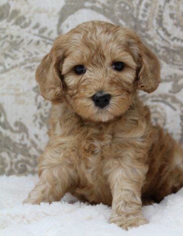 A golden puppy sitting upright on a white sherpa blanket