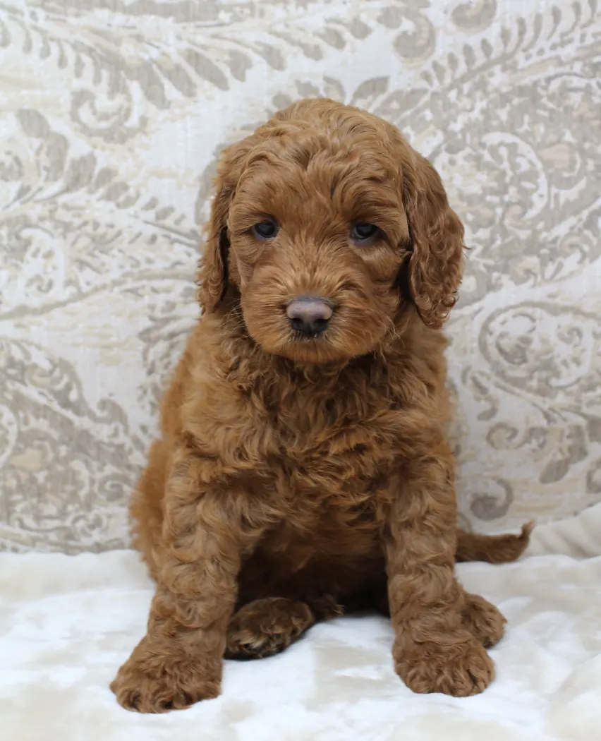 Bella and Barkley’s pups are home
