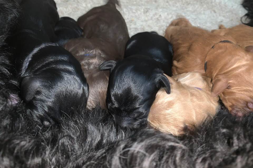 Gracie’s puppies are with their forever families