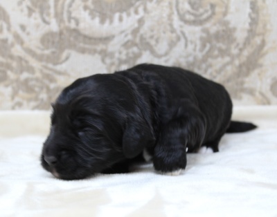 labradoodles puppies available