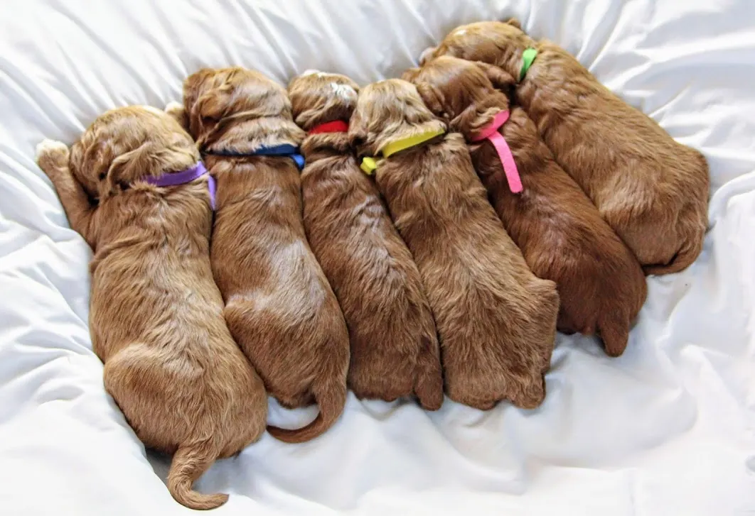 Gretel and Gunner’s puppies are home