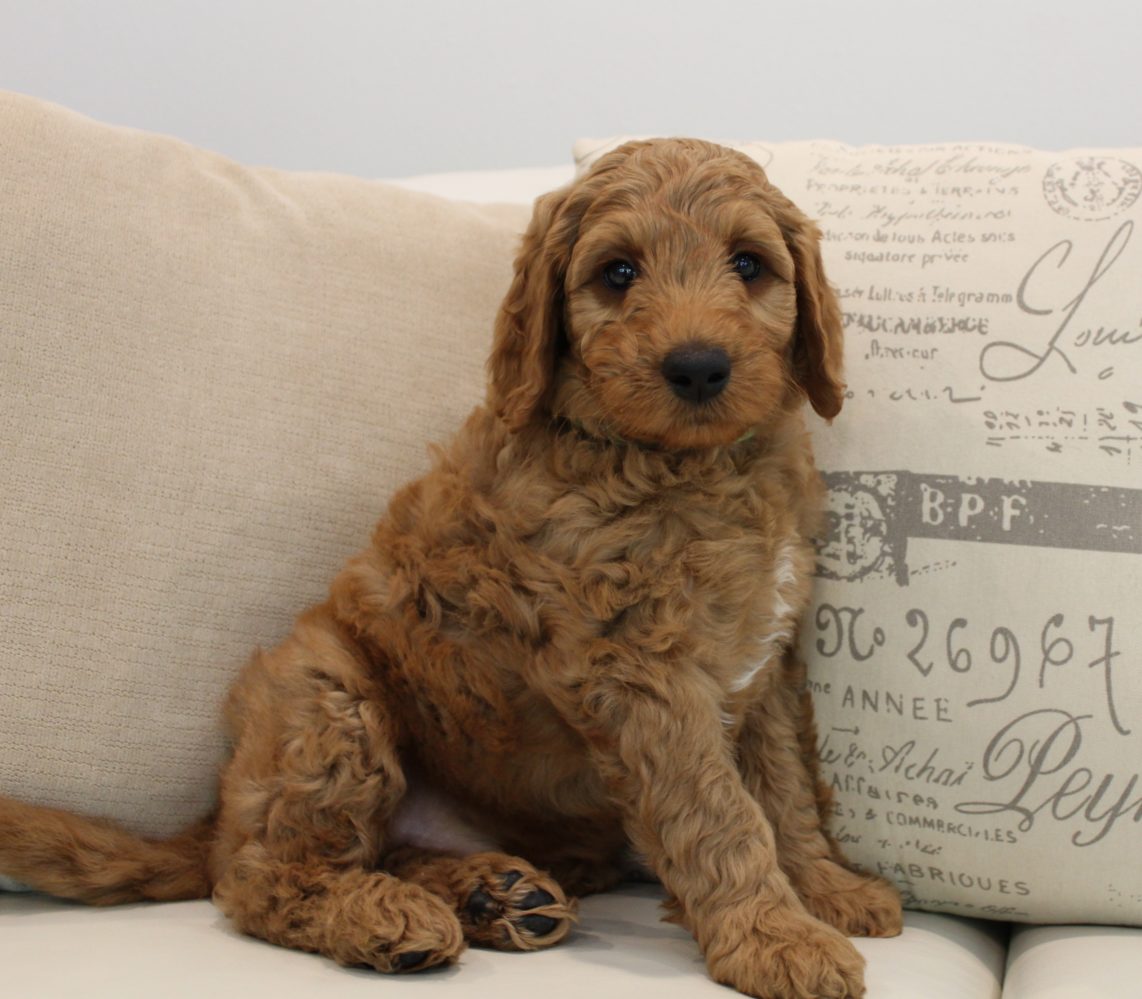 Katie and Gunner’s puppies are home!