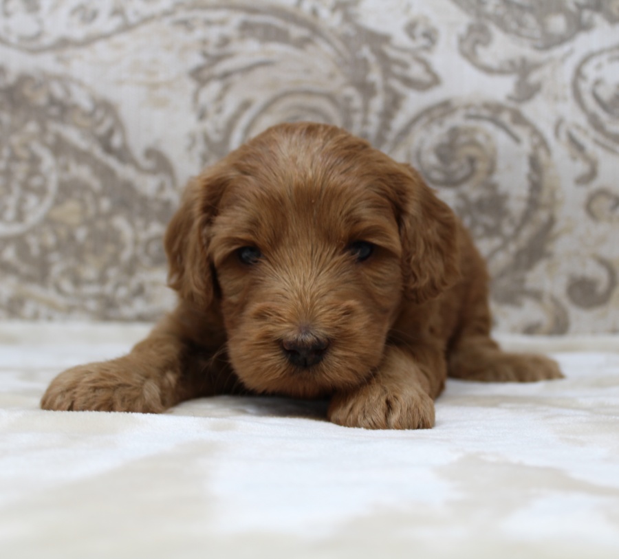 Puppies available now