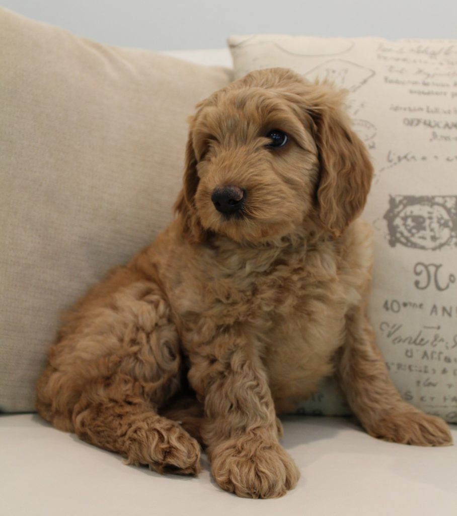 Katie and Gunner’s puppies are home!