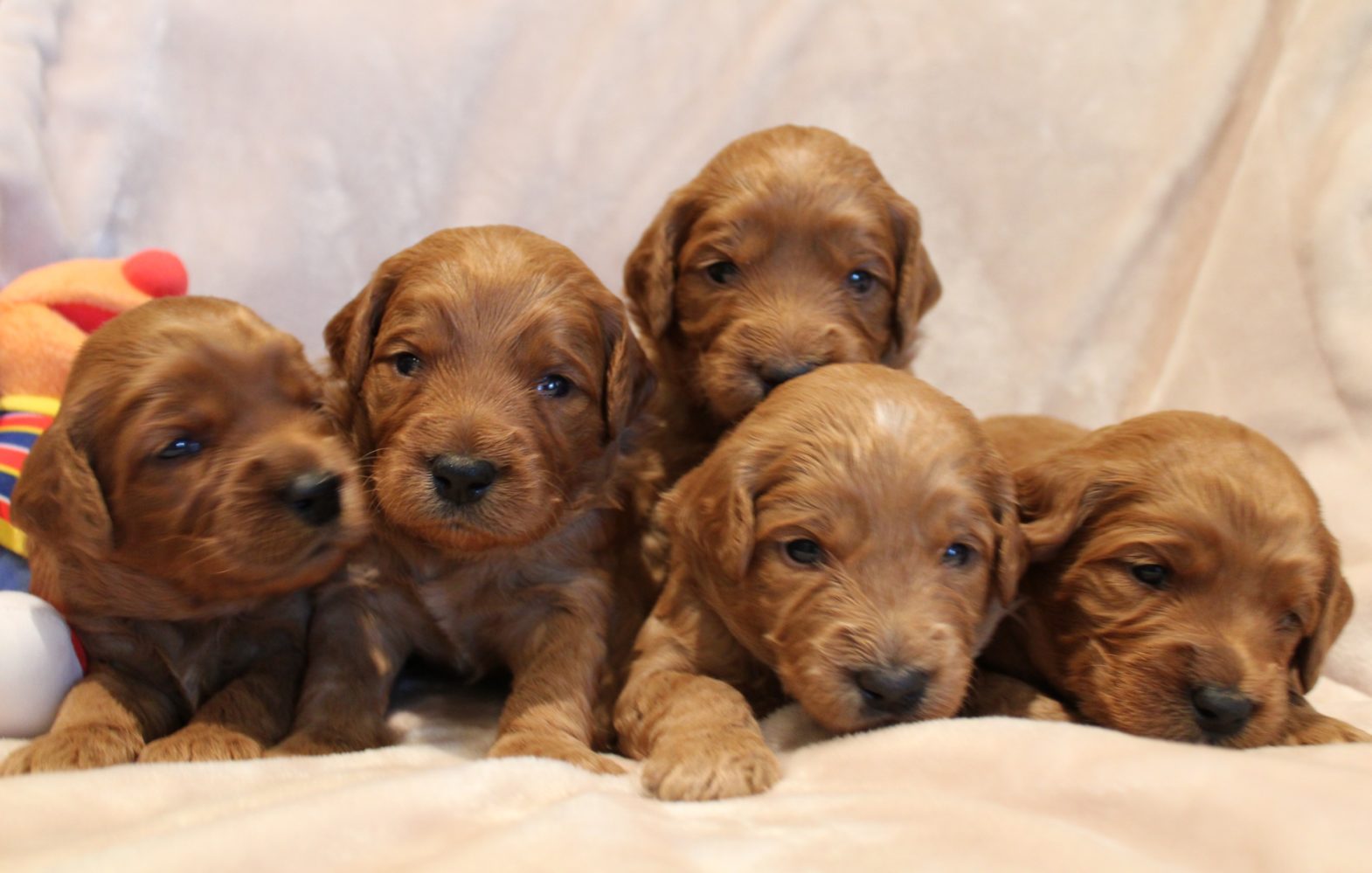 Katie and Gunner’s puppies are home!