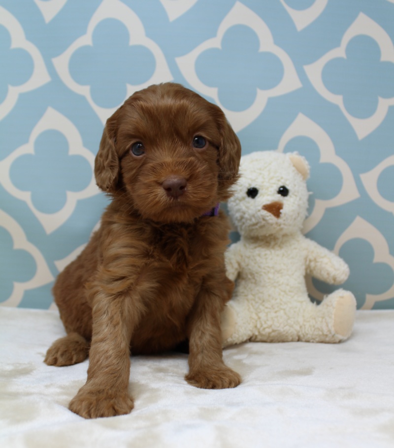 Hazel and Barkley’s puppies are home