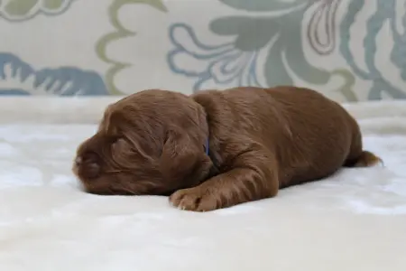 One week Asher