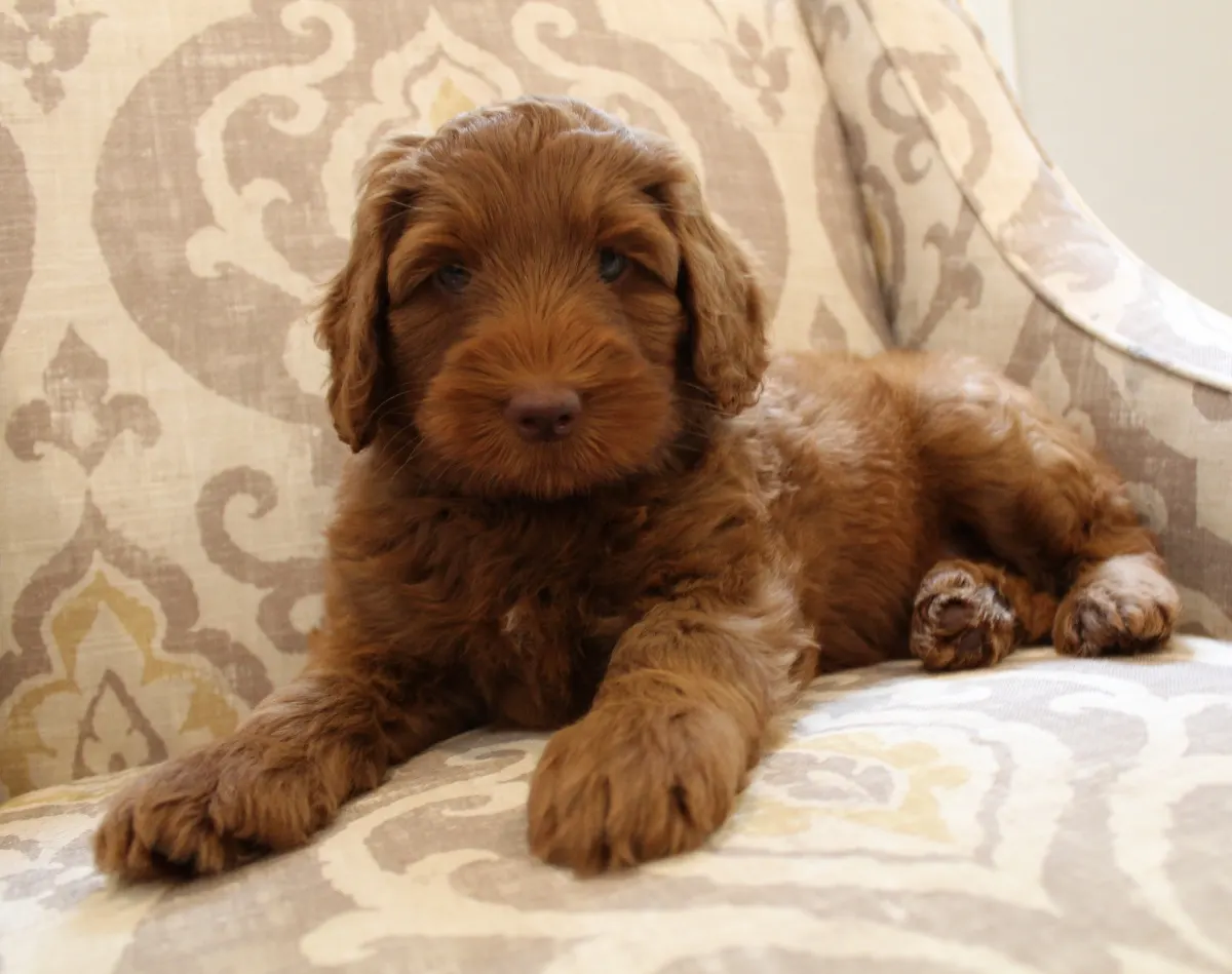 Gracie and Barkley’s litter is home