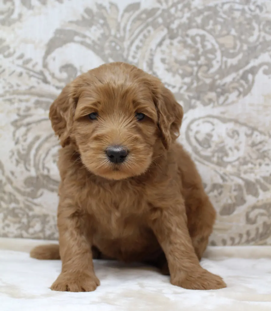 Gracie and Barkley’s litter is home