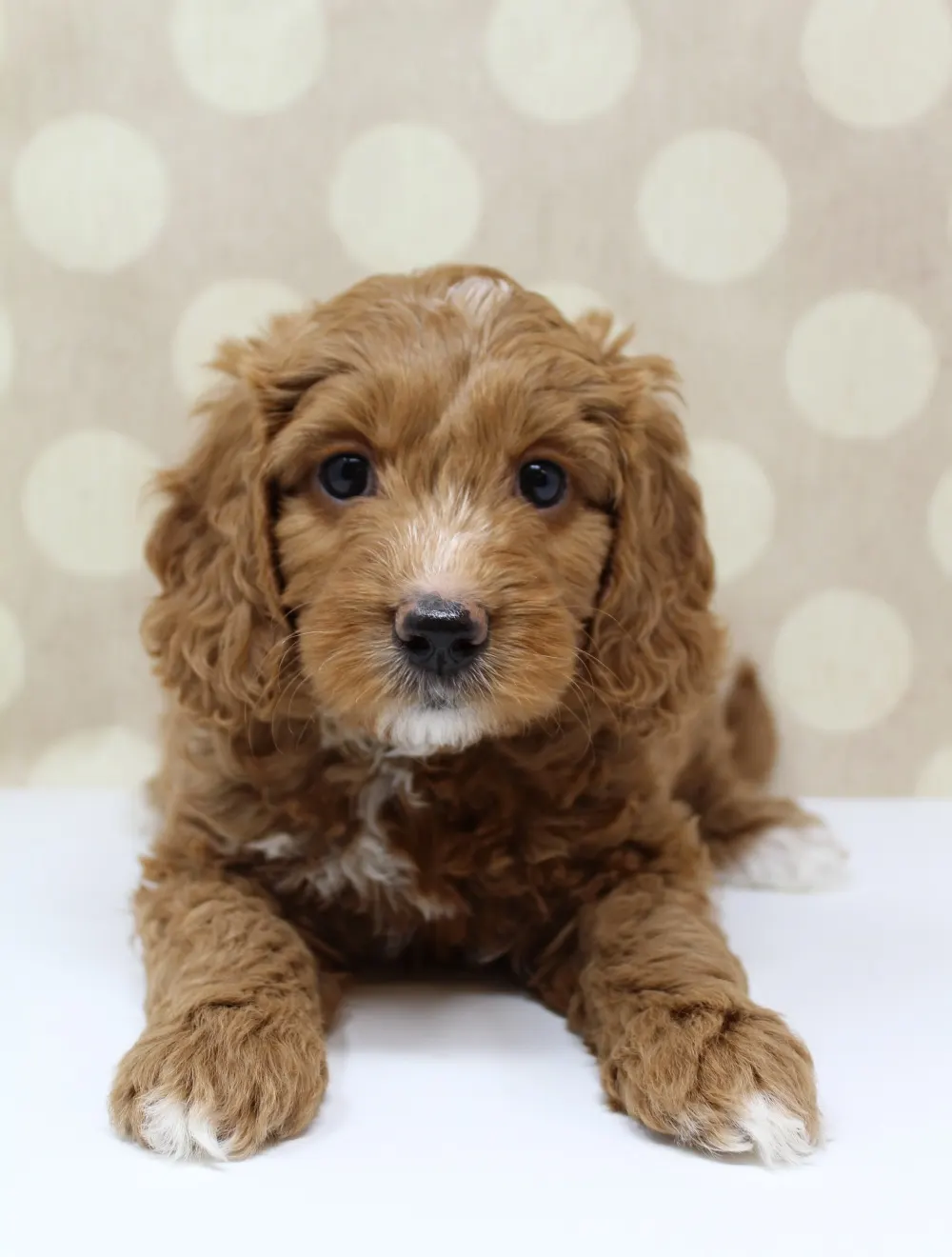 Gretel and Gunner’s puppies are home