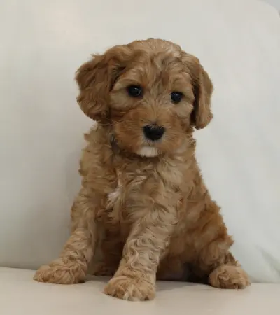 Puppy Culture puppies labradoodles