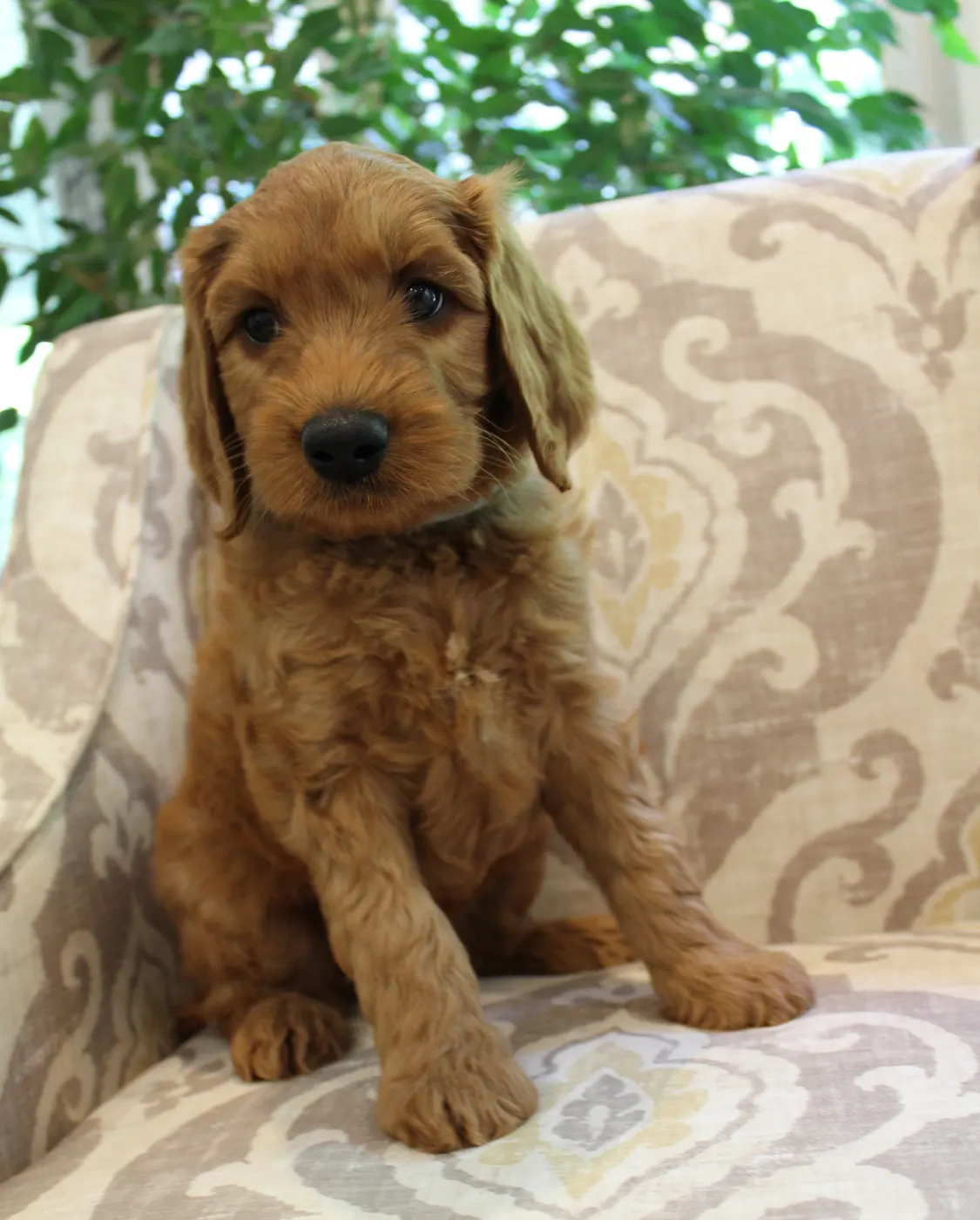 Katie and Gunner’s puppies are home!