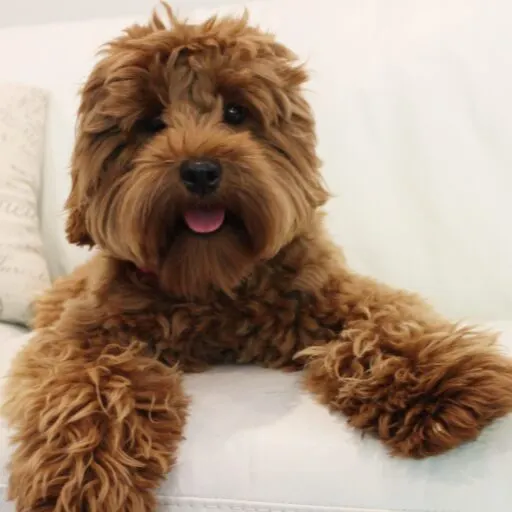Valley Vineyard Labradoodle