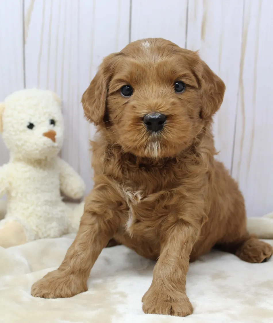 Emma and Watson’s puppies are home