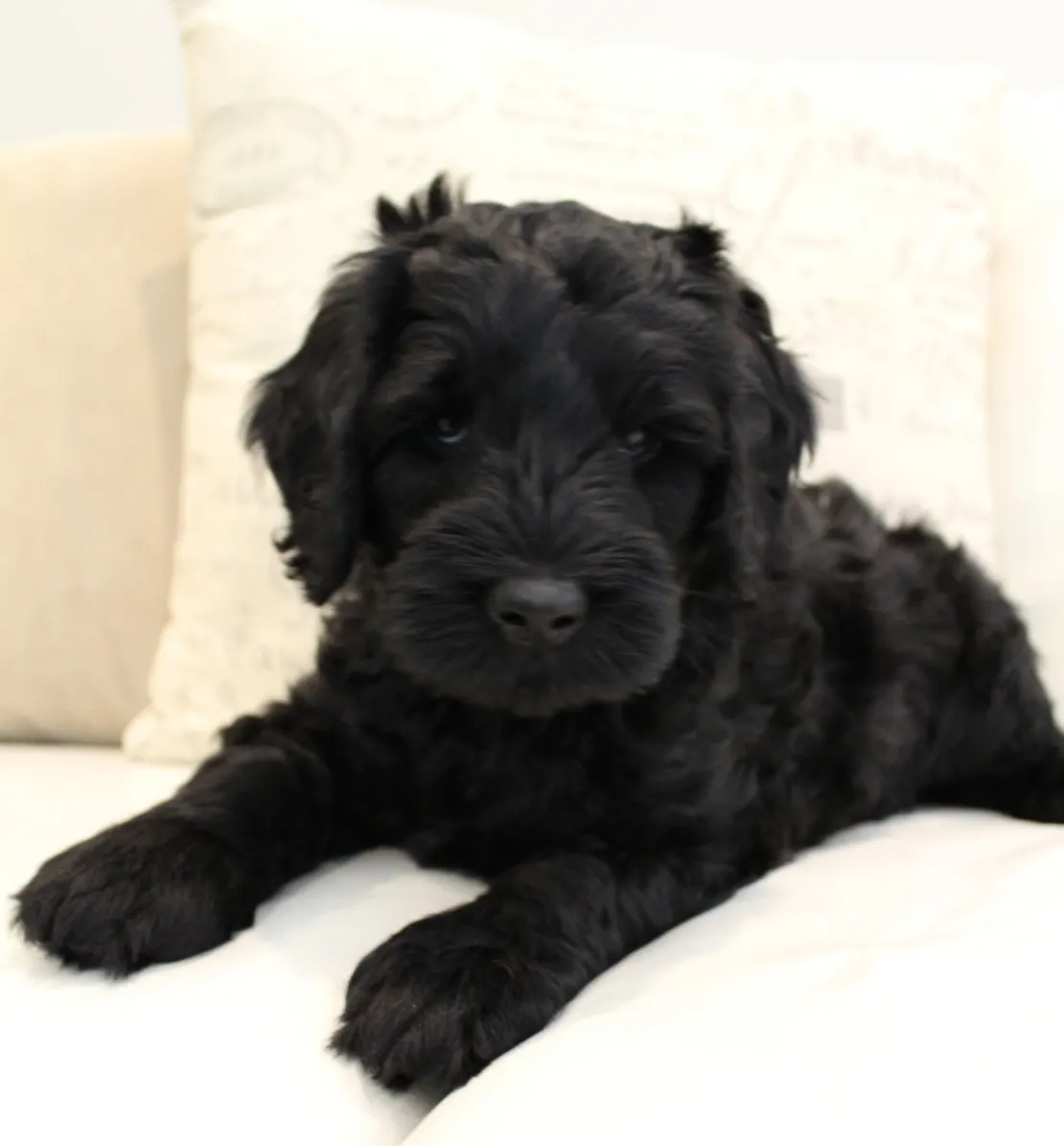 Oregon standard labradoodle puppies available Oregon