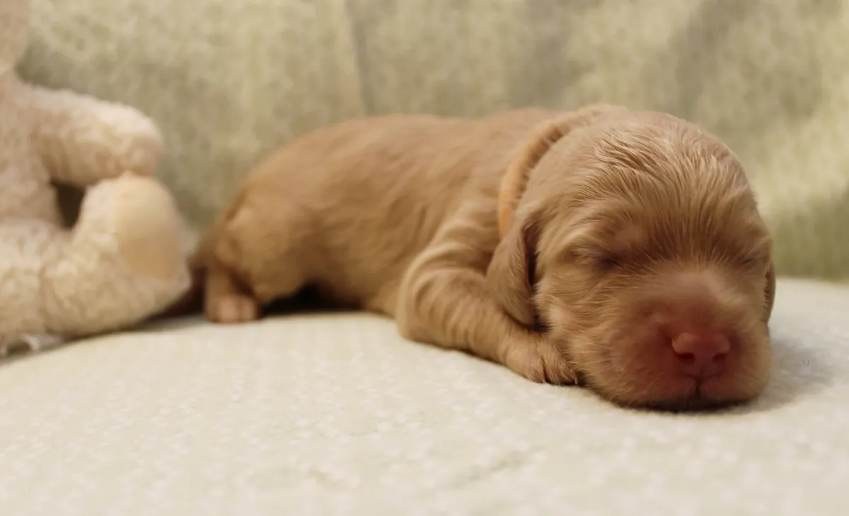 Roo and Basil’s puppies are with their forever families