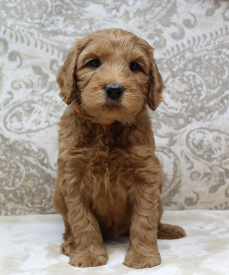 Hazel and Barkley’s puppies are home