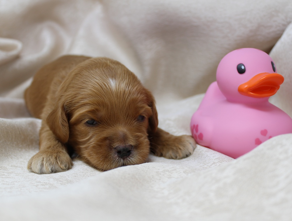 Ally and Watson’s litter is home