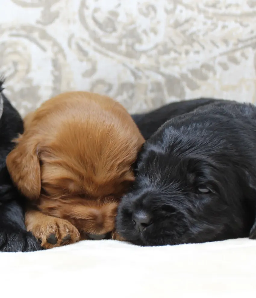 Gracie and Barkley’s litter is home