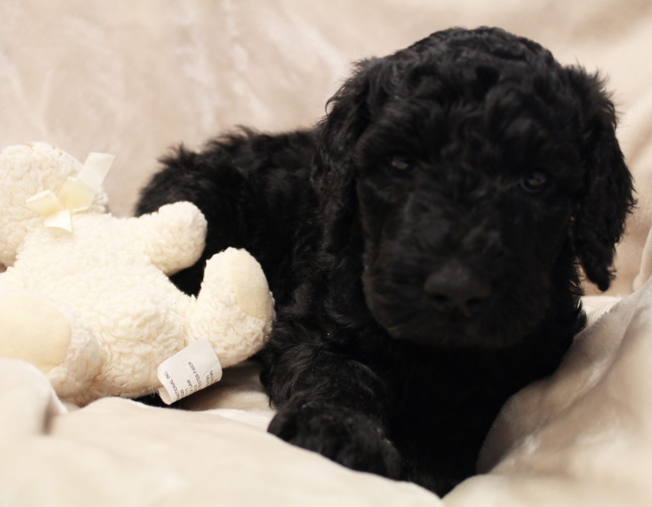Lizzy and Basil’s pups went home