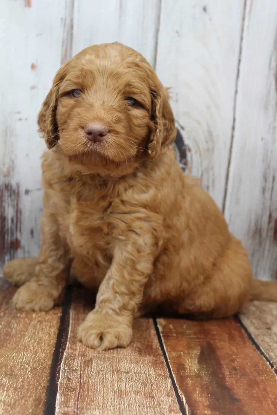 Gracie’s puppies are with their forever families