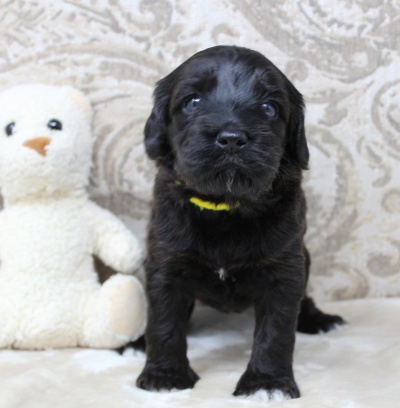 best labradoodle breeder Oregon Salem Portland Vancouver puppies