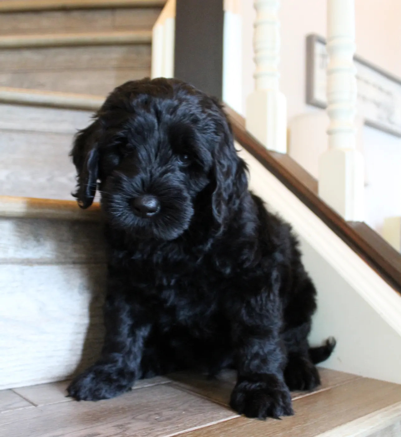 Gracie and Barkley’s litter is home