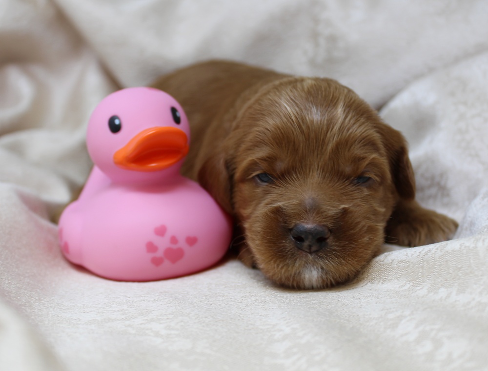 best Oregon labradoodle breeder
