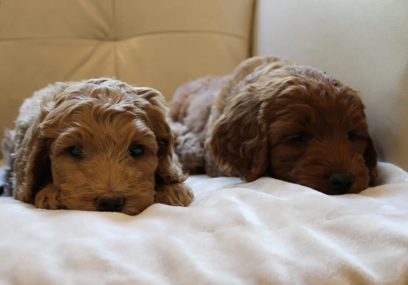 Gracie’s puppies are with their forever families