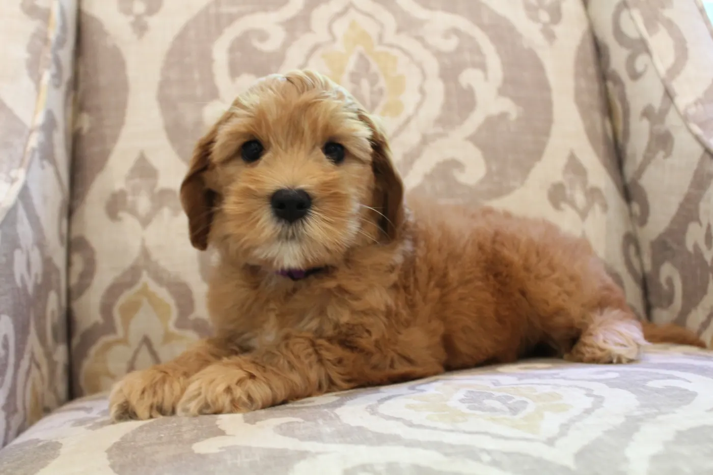 Ally and Watson’s litter is home