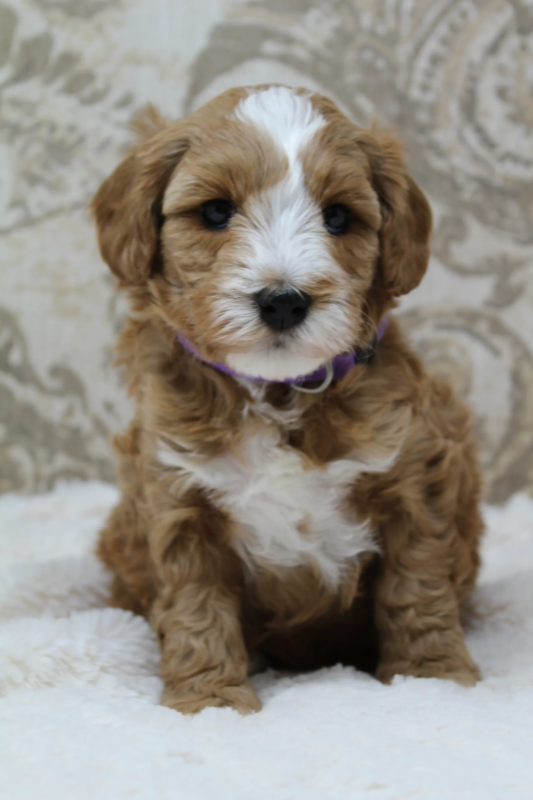 Five weeks Ally 1