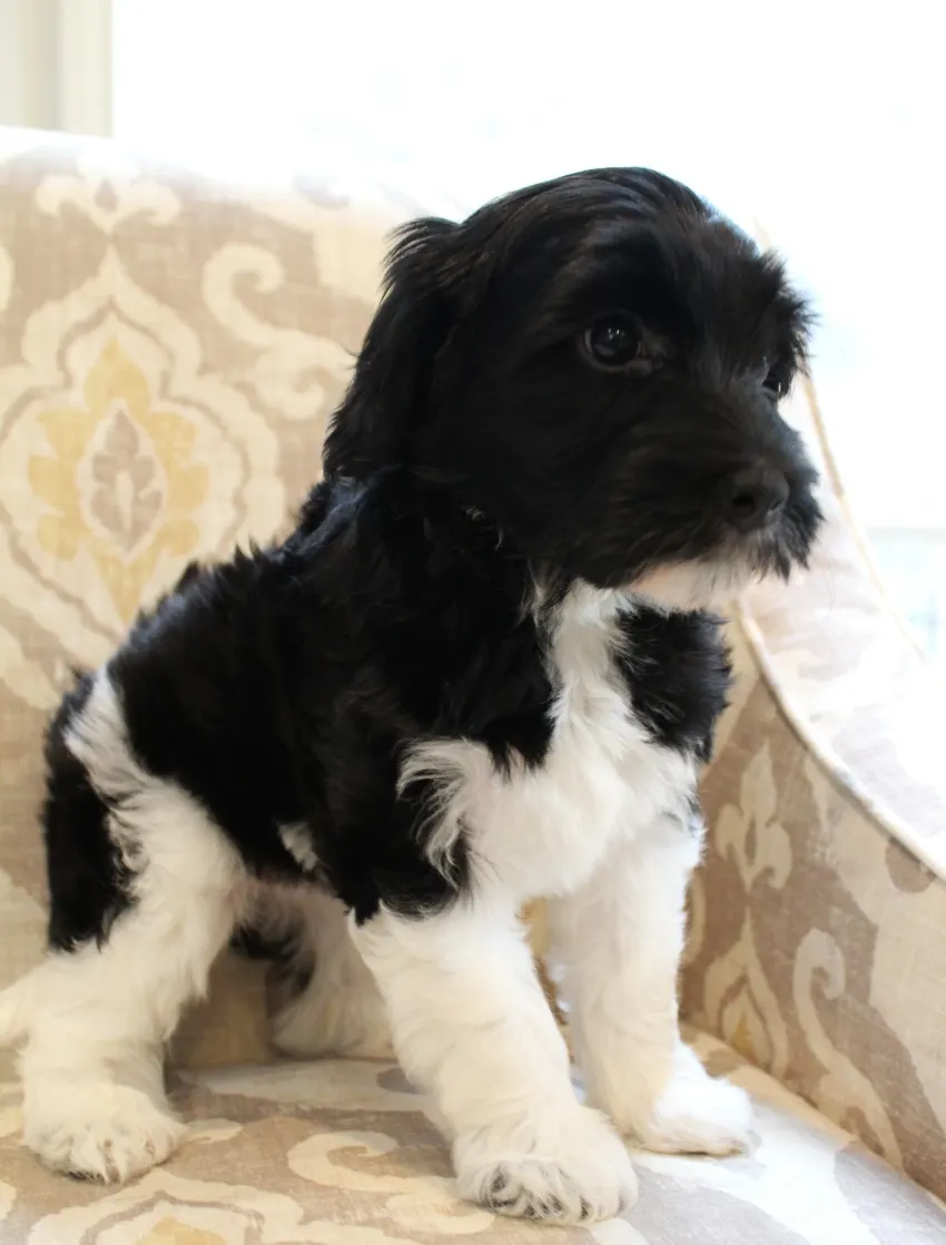 Clara Jane and Bear’s pups are home