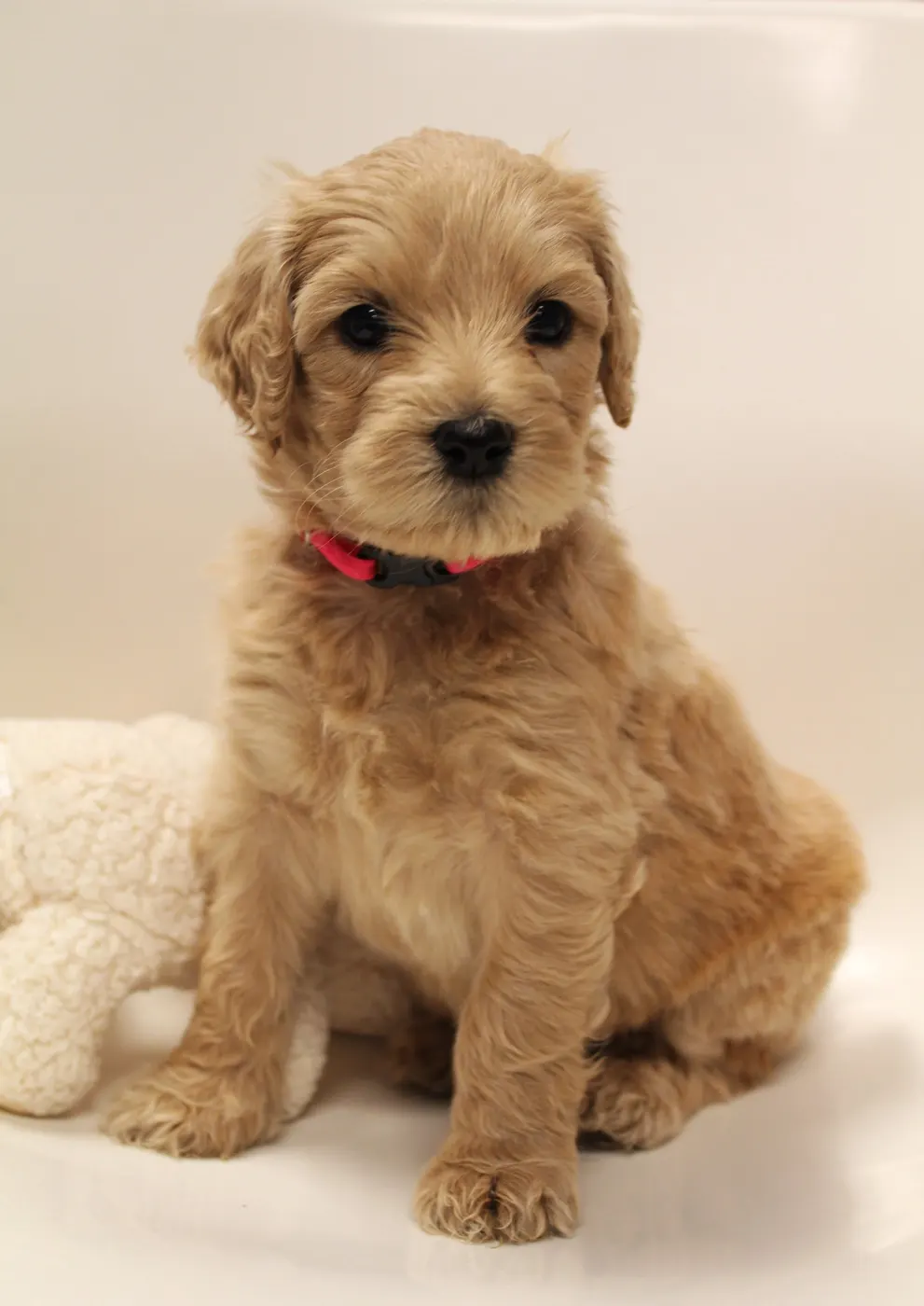 Lizzy and Basil’s pups went home