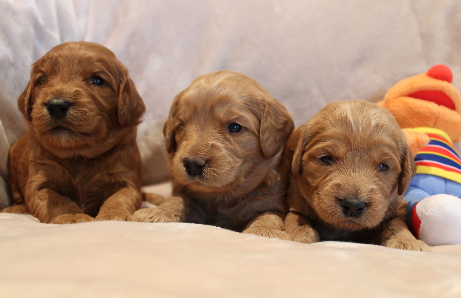 Oregon labradoodle summer puppies