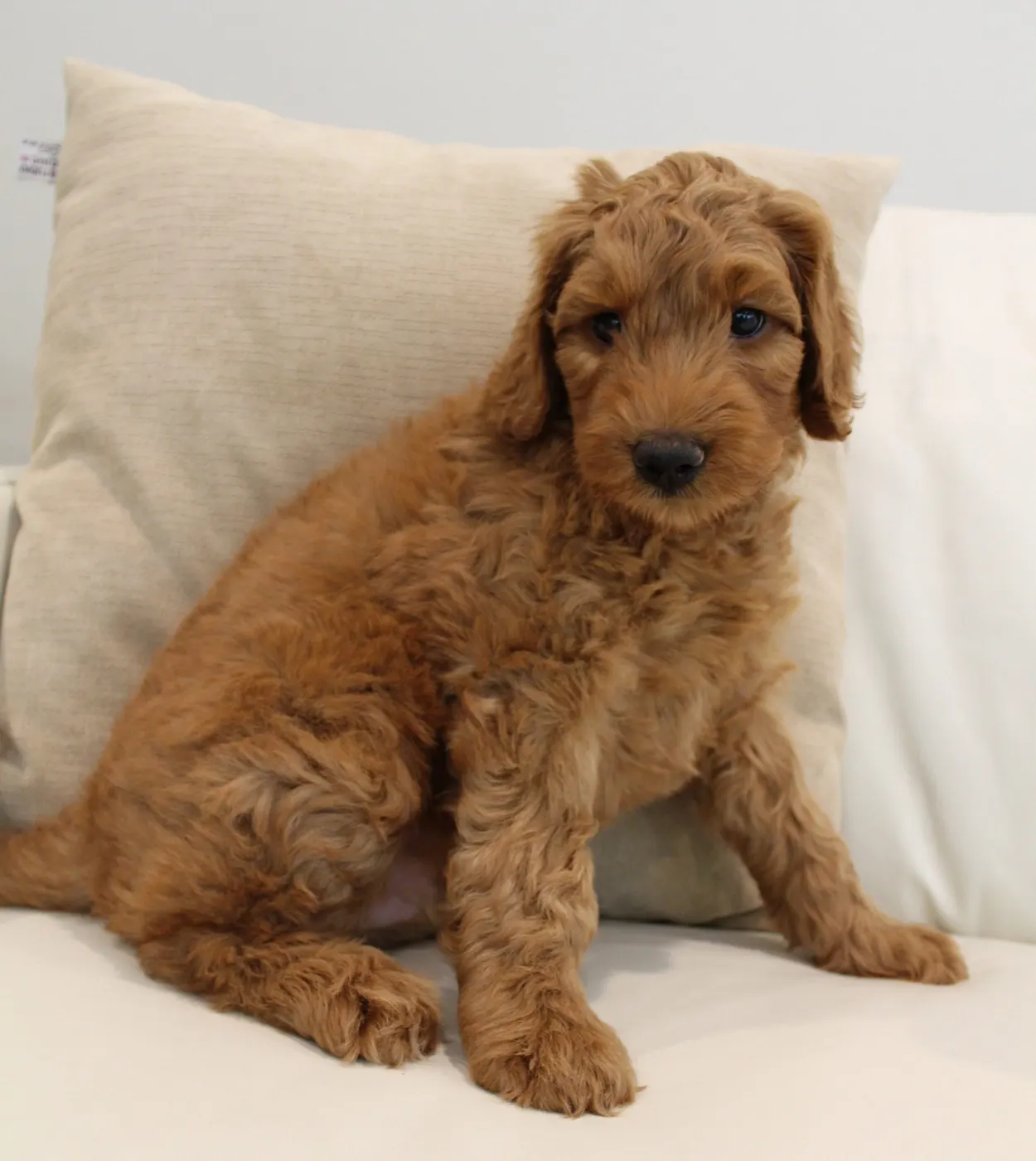 Bella and Gunner’s Bumble Bee puppies are home