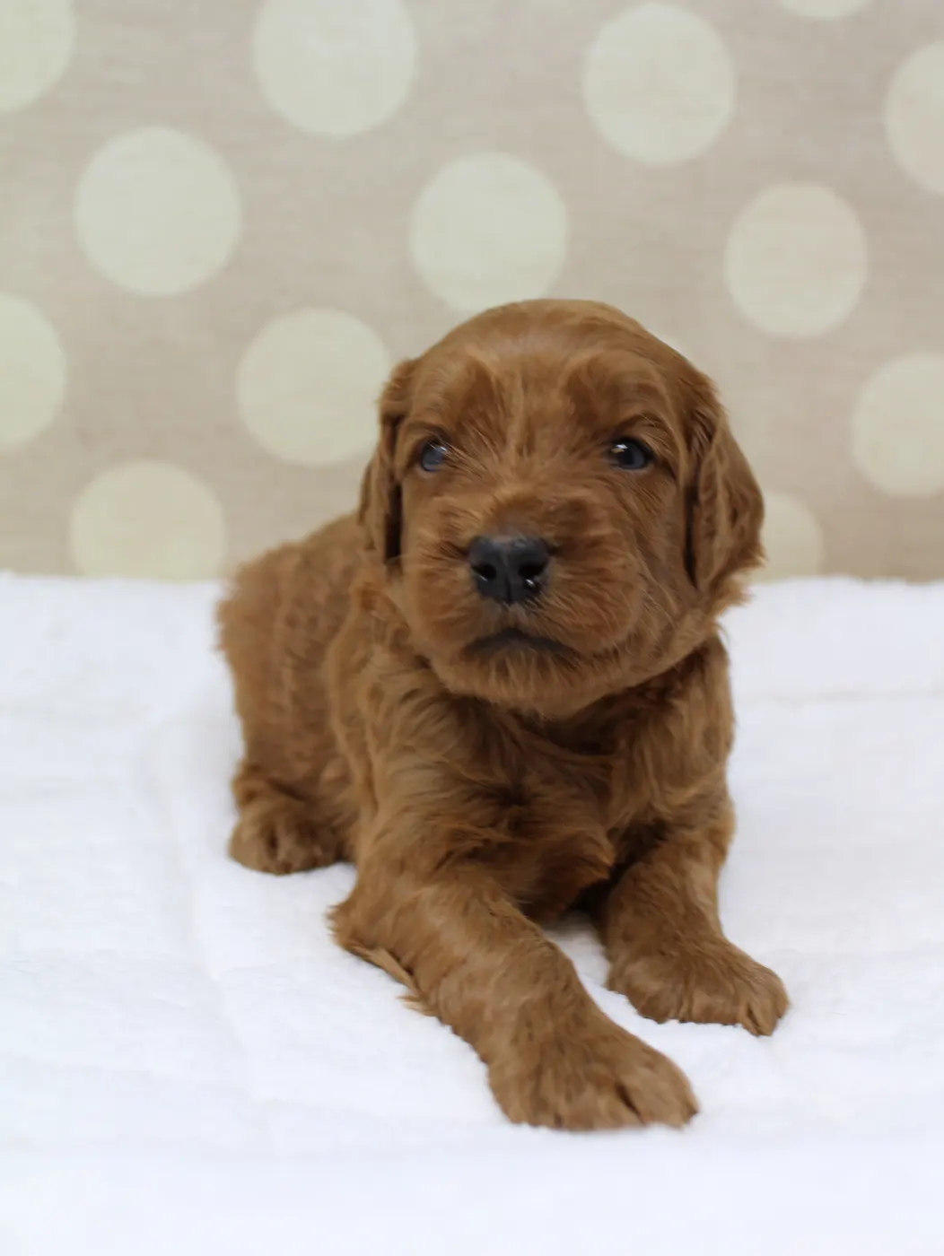 Bella and Gunner’s Bumble Bee puppies are home