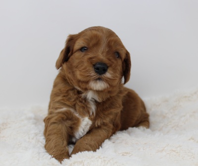 Australian labradoodle puppies available red mini