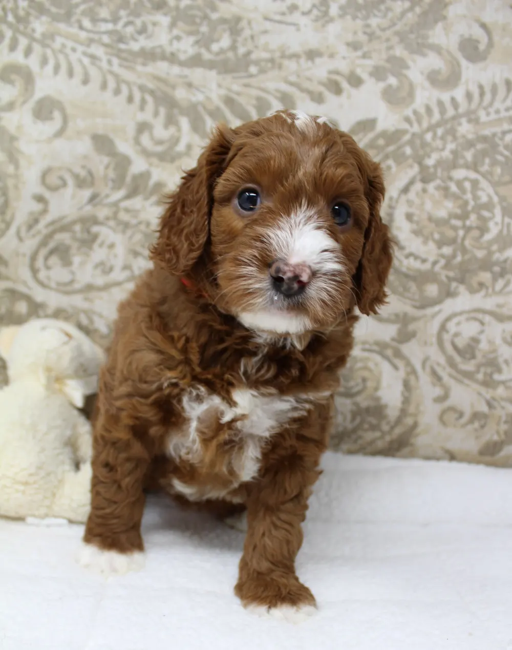 Gretel and Gunner’s puppies are home