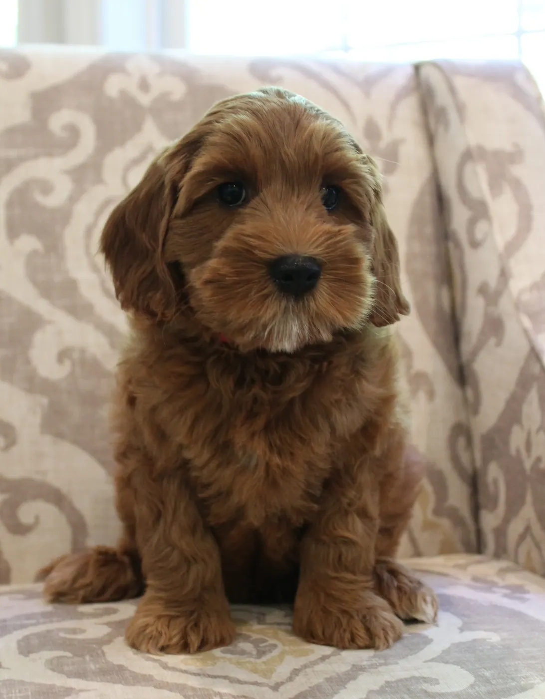 Oregon labradoodle therapy puppies dogs