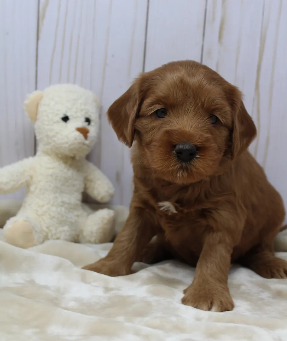 Emma and Watson’s puppies are home