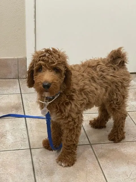 Testimonials about our labradoodle puppies