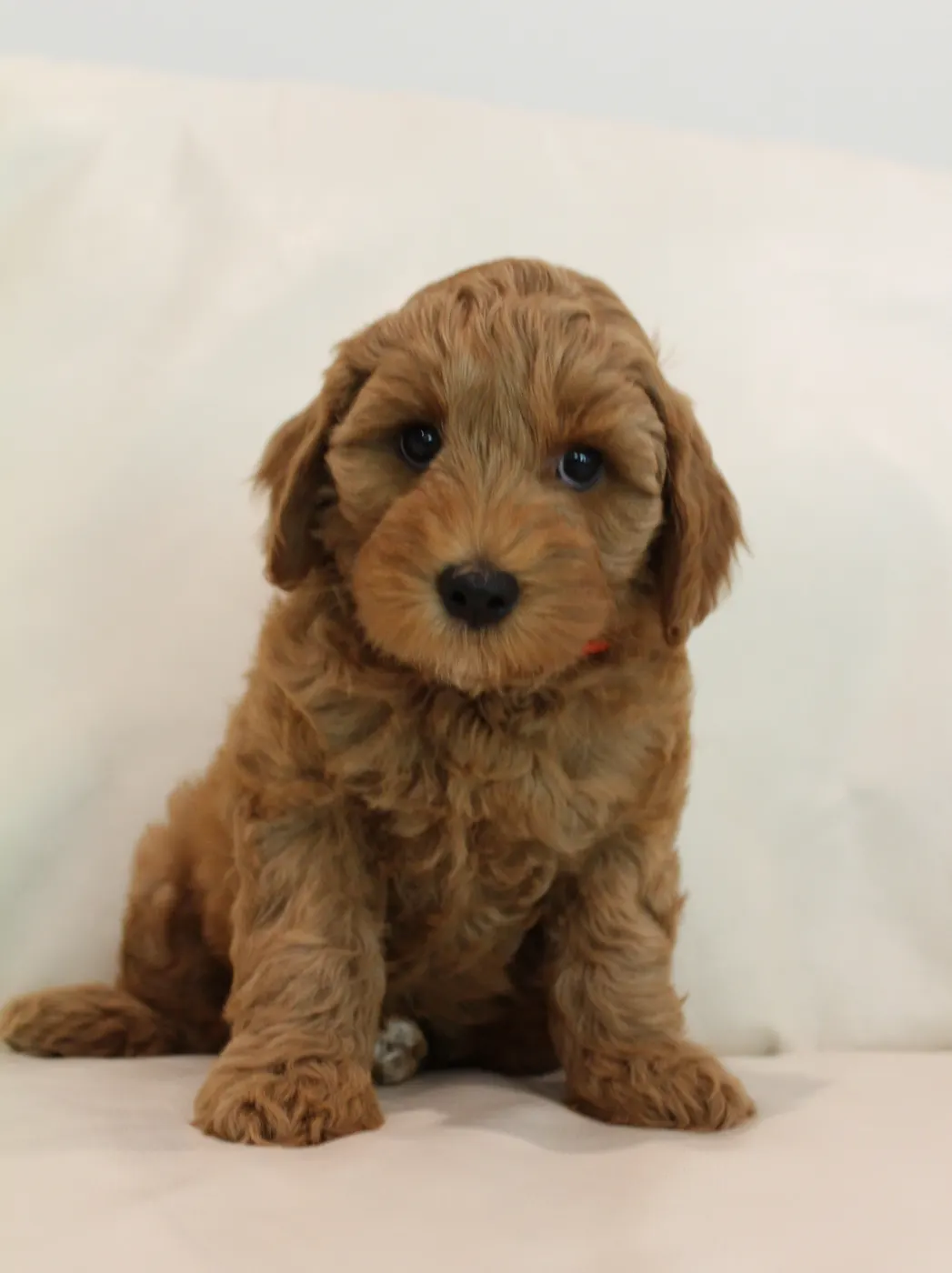 labradoodle breeder Oregon Washington best puppies