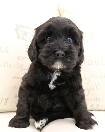 Six weeks Karly 3