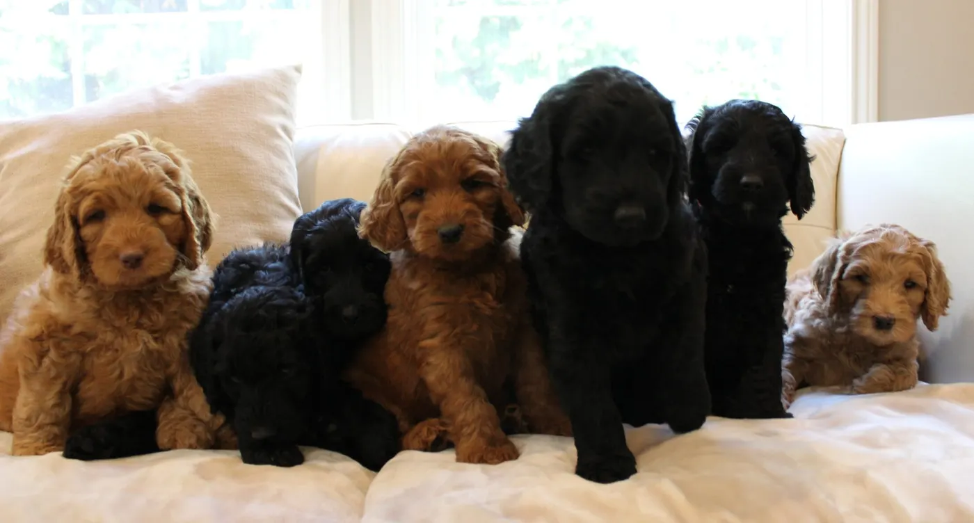 Gracie’s puppies are with their forever families