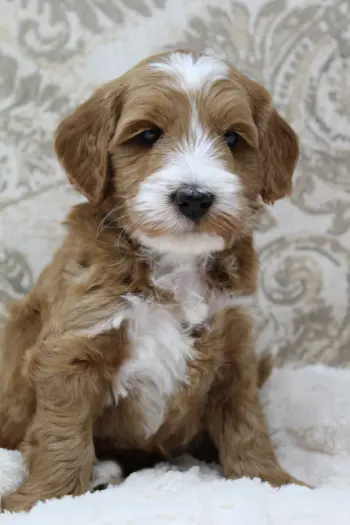 Five weeks Arthur 1